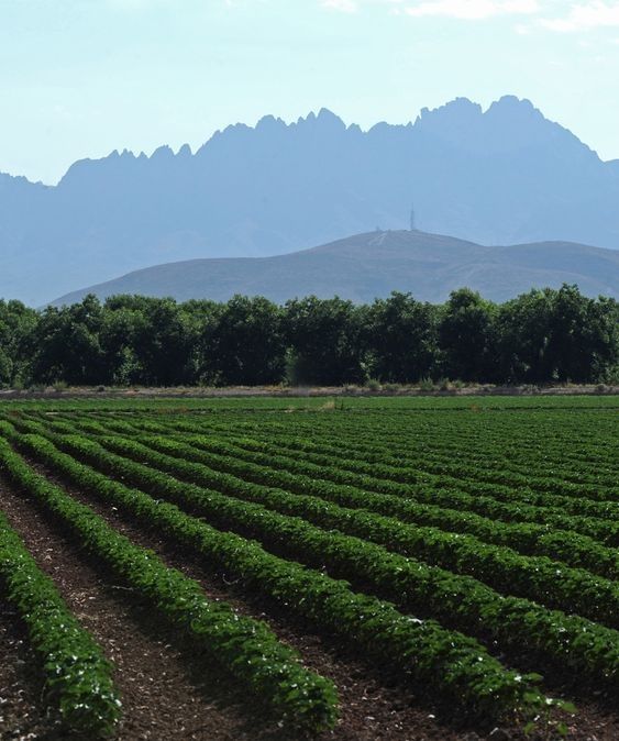 This is our Land in Mesilla, NM. Back yard of our monastery, of our neighbour